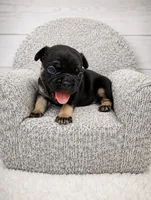 Elvis , a male French Bulldog for sale in Barney, GA – 3 of 6