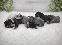Loves, a female French Bulldog for sale in Barney, GA – 2 of 3