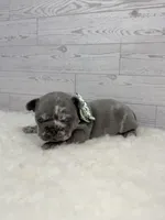 Merle tri Slate , a male French Bulldog for sale in Barney, GA – 3 of 5