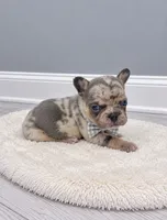 Stone , a male French Bulldog for sale in Barney, GA – 4 of 4