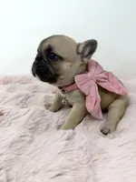 Saddie, a female French Bulldog for sale in Barney, GA – 3 of 6