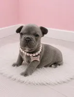 Alex, a female French Bulldog for sale in Barney, GA – 1 of 3