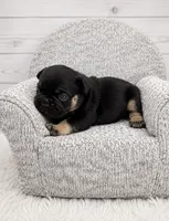 Rocky, a male French Bulldog for sale in Barney, GA – 4 of 4
