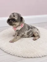Angel, a female French Bulldog for sale in Barney, GA – 3 of 4