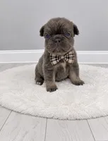 Bear , a male French Bulldog for sale in Barney, GA – 4 of 4