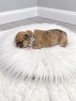 Charles, a male French Bulldog for sale in Barney, GA – 3 of 3