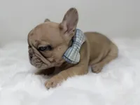 Cookie dough, a male French Bulldog for sale in Barney, GA – 6 of 6