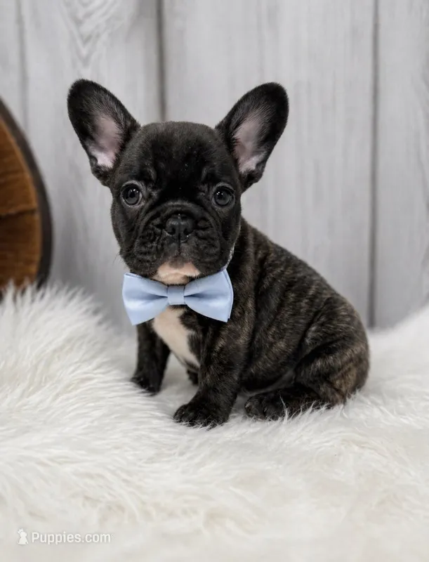 Pluto – French Bulldog puppy on hold in Barney, GA
