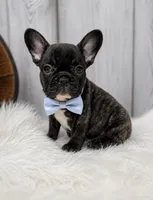 Pluto, a male French Bulldog for sale in Barney, GA – 1 of 8