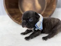 Pluto, a male French Bulldog for sale in Barney, GA – Photo 7 of 10