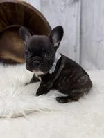 Pluto, a male French Bulldog for sale in Barney, GA – 6 of 8