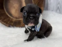 Pluto, a male French Bulldog for sale in Barney, GA – Photo 2 of 10