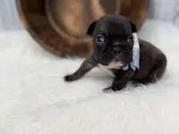 Pluto, a male French Bulldog for sale in Barney, GA – Photo 3 of 10
