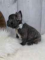 Pluto, a male French Bulldog for sale in Barney, GA – 2 of 8