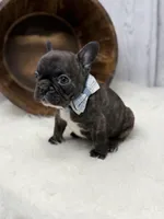 Pluto, a male French Bulldog for sale in Barney, GA – 8 of 8