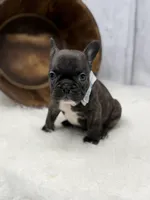 Pluto, a male French Bulldog for sale in Barney, GA – 7 of 8