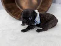 Pluto, a male French Bulldog for sale in Barney, GA – Photo 4 of 10