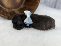 Pluto, a male French Bulldog for sale in Barney, GA – Photo 9 of 10