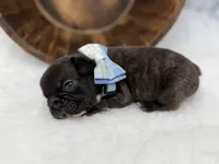 Pluto, a male French Bulldog for sale in Barney, GA – Photo 5 of 10