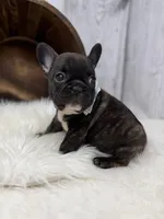 Pluto, a male French Bulldog for sale in Barney, GA – 5 of 8