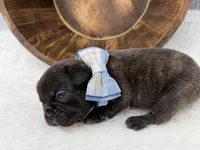 Pluto, a male French Bulldog for sale in Barney, GA – Photo 10 of 10