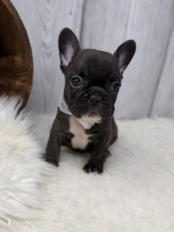 Pluto – French Bulldog puppy for sale in Barney, GA