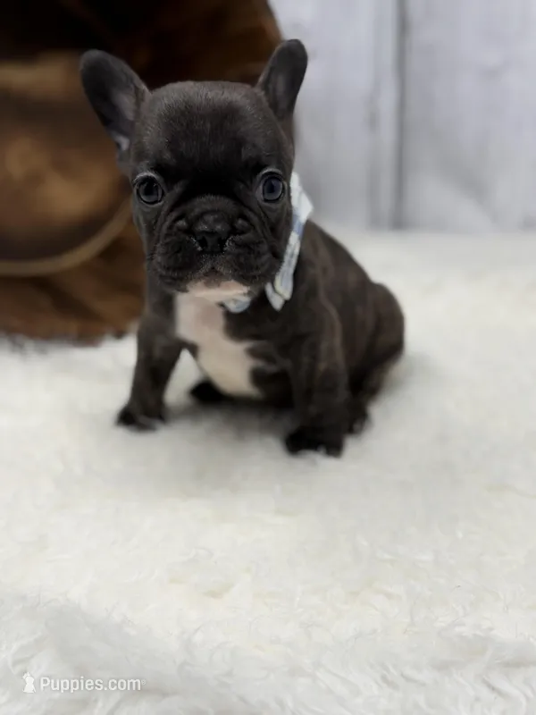 Pluto – French Bulldog puppy for sale in Barney, GA