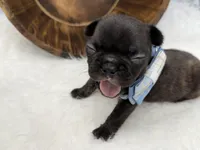 Pluto, a male French Bulldog for sale in Barney, GA – Photo 1 of 10