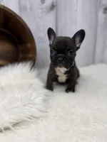 Pluto, a male French Bulldog for sale in Barney, GA – 4 of 8