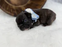 Pluto, a male French Bulldog for sale in Barney, GA – Photo 6 of 10
