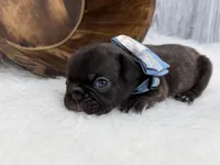 Pluto, a male French Bulldog for sale in Barney, GA – Photo 8 of 10