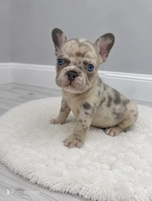Stone  – French Bulldog puppy for sale in Barney, GA