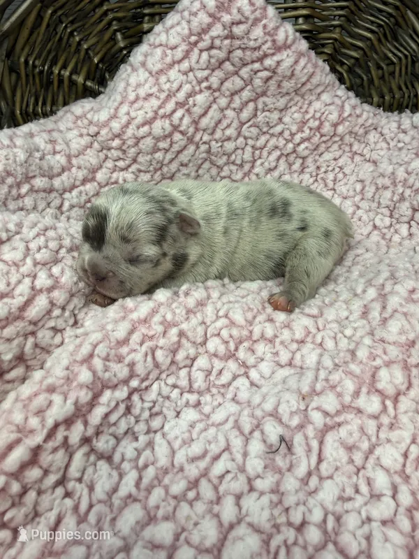 Eloise Merle tri – French Bulldog puppy for sale in Barney, GA