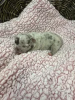 Eloise Merle tri, a female French Bulldog for sale in Barney, GA – 1 of 6