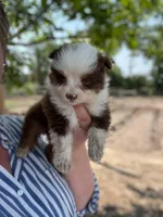 Anita, a female Miniature Australian Shepherd for sale in Moultrie, GA – 3 of 5