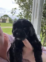 Rosie, a female Yorkipoo for sale in Moultrie, GA – 3 of 6