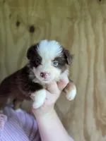 Roxxie , a female Miniature Australian Shepherd for sale in Moultrie, GA – 6 of 8