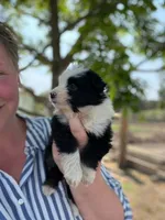 Celia, a female Miniature Australian Shepherd for sale in Moultrie, GA – 3 of 4