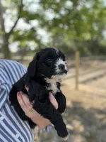 Jasper , a male Cockapoo for sale in Moultrie, GA – 3 of 5