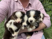 Roxxie , a female Miniature Australian Shepherd for sale in Moultrie, GA – 8 of 8