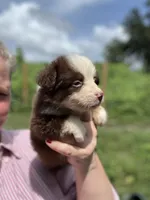 Roxxie , a female Miniature Australian Shepherd for sale in Moultrie, GA – 4 of 8