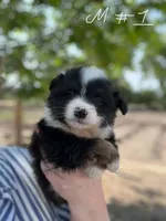 Teddy, a male Miniature Australian Shepherd for sale in Moultrie, GA – 7 of 7