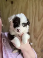 Remi, a female Miniature Australian Shepherd for sale in Moultrie, GA – 1 of 8