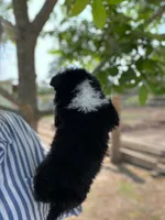 Dottie, a female Miniature Australian Shepherd for sale in Moultrie, GA – 2 of 4
