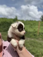 Remi, a female Miniature Australian Shepherd for sale in Moultrie, GA – 5 of 8