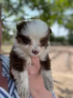 Anita, a female Miniature Australian Shepherd for sale in Moultrie, GA – 2 of 5