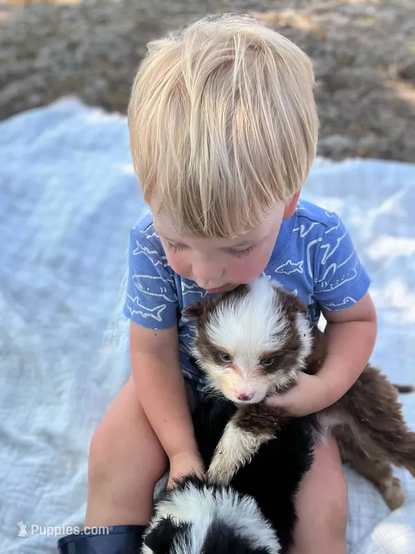 Anita – Miniature Australian Shepherd puppy for sale in Moultrie, GA
