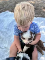 Anita, a female Miniature Australian Shepherd for sale in Moultrie, GA – 1 of 5