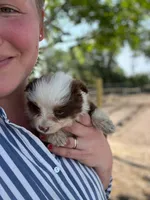 Anita, a female Miniature Australian Shepherd for sale in Moultrie, GA – 5 of 5