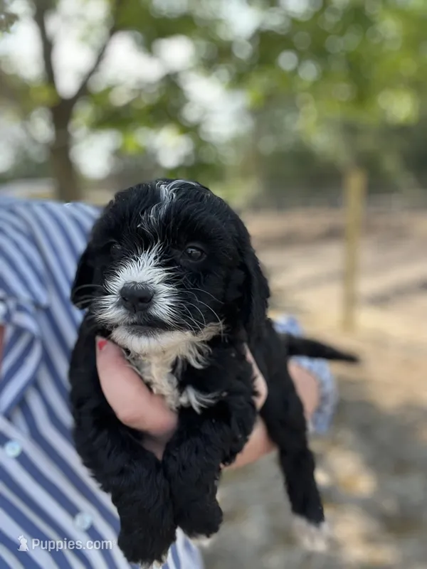 Jasper  – Cockapoo puppy for sale in Moultrie, GA
